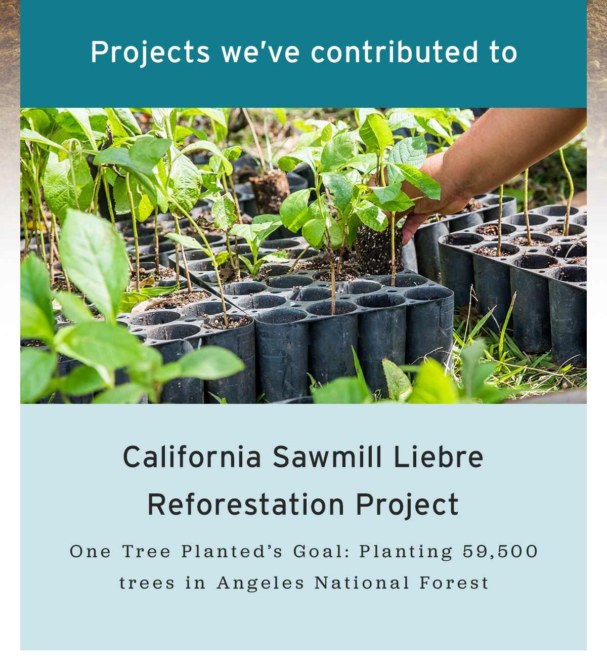 Projects we have contributed to: Sawmill Reforestation Project