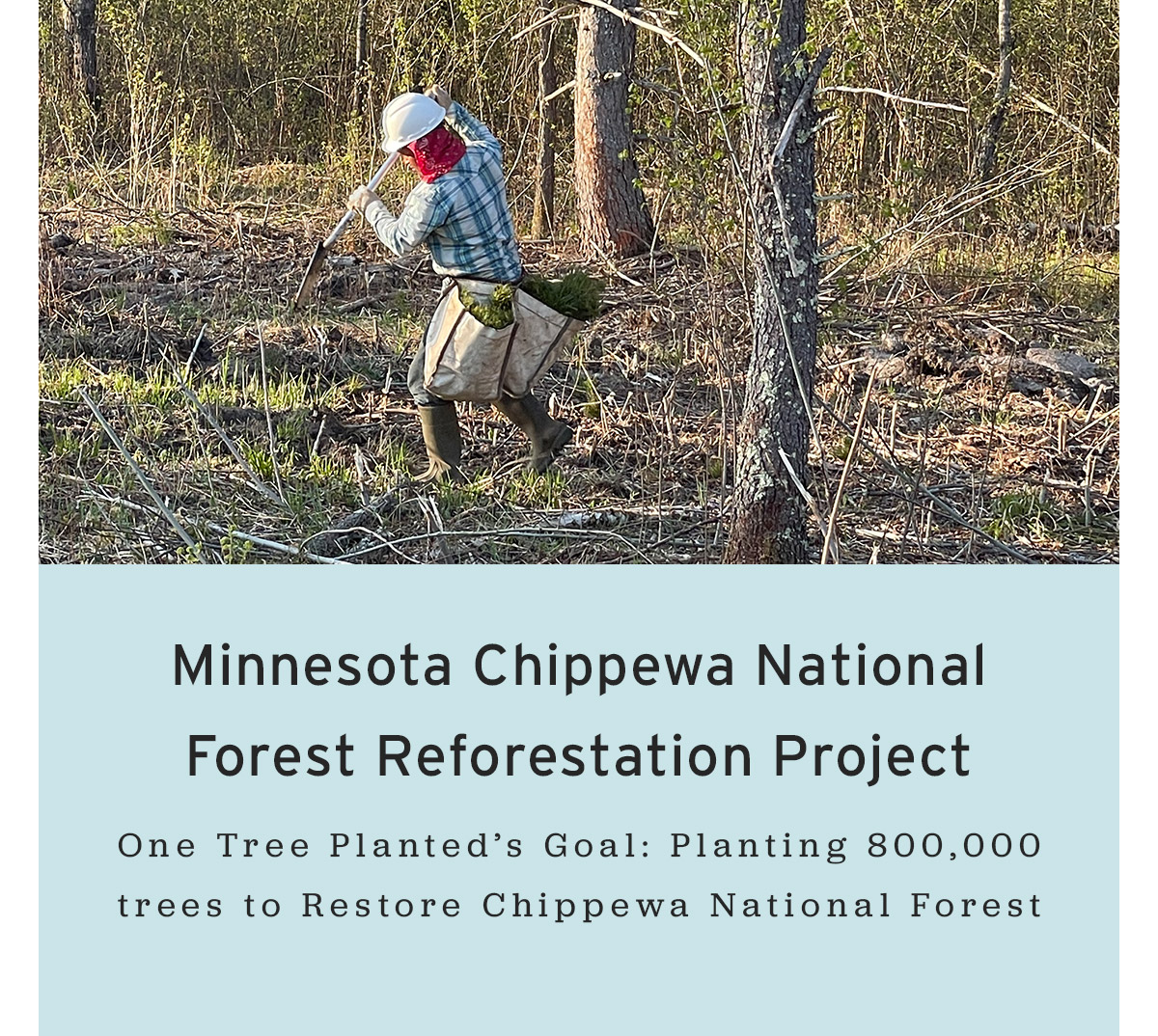 Chippewa National Forest Restoration Project